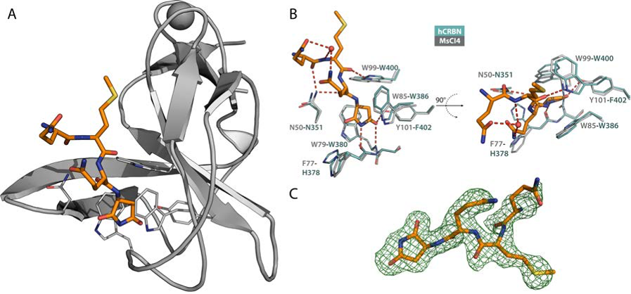 Marcus Hartmann (@hartmannlab) on Twitter photo We couldn't agree more - this is a fascinating topic and we are more than happy to provide the structural basis for the recognition of the C-terminal cyclic imide #degron in our new communication <a href="/BBRCME/">Biochemical & Biophysical Research Communications</a>:
sciencedirect.com/science/articlโฆ We couldn't agree more - this is a fascinating topic and we are more than happy to provide the structural basis for the recognition of the C-terminal cyclic imide #degron in our new communication <a href="/BBRCME/">Biochemical & Biophysical Research Communications</a>:
sciencedirect.com/science/articlโฆ