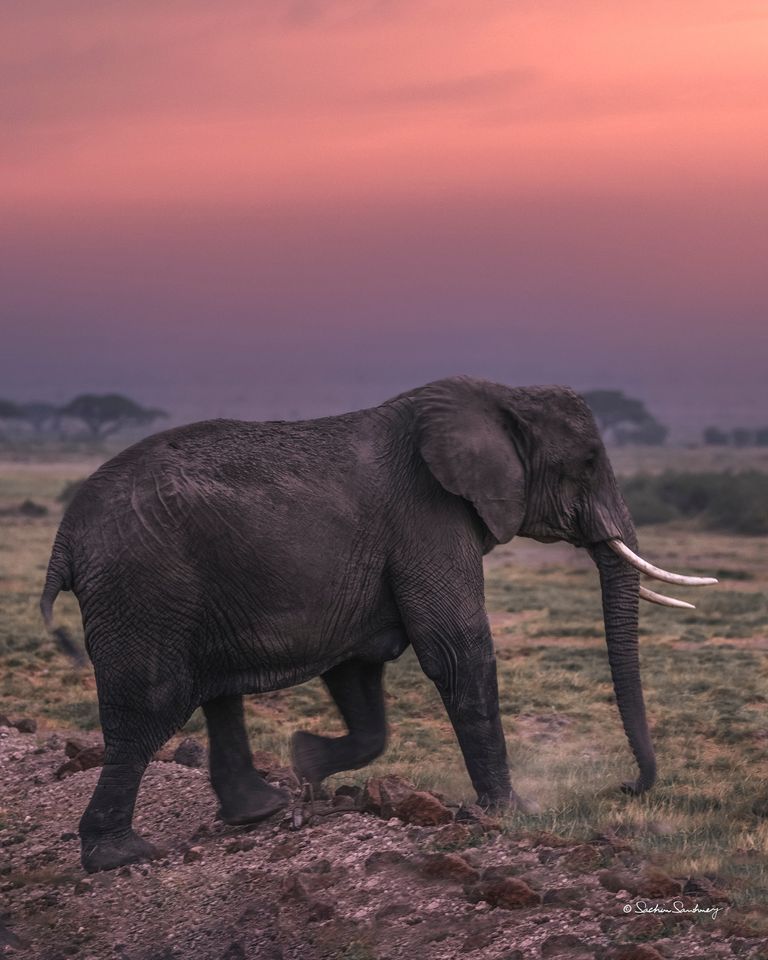 Coming Home 🚶
#Amboseli, #Kenya 
africasafaritours.net/amboseli-natio…
#goodevening #eveningmood #eveningvibe #eveninggamedrive #thislandiskenya #traveltheworld #germany #USA #UK #travelwithafricasafaritours