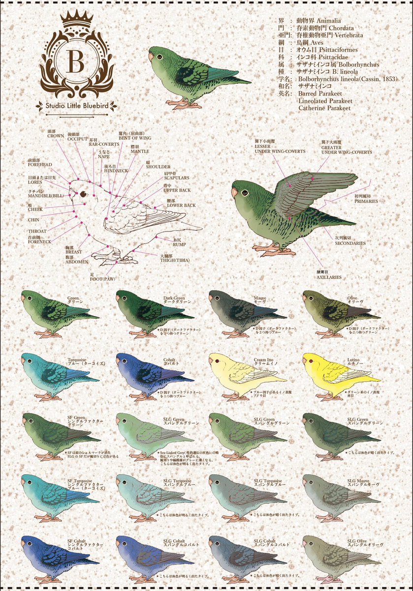 ヨウム　シルバー文鳥　サザナミインコ　　クリーム　グリーン濃・淡 ヨウム シルバー文鳥 サザナミインコ クリーム グリーン濃・淡