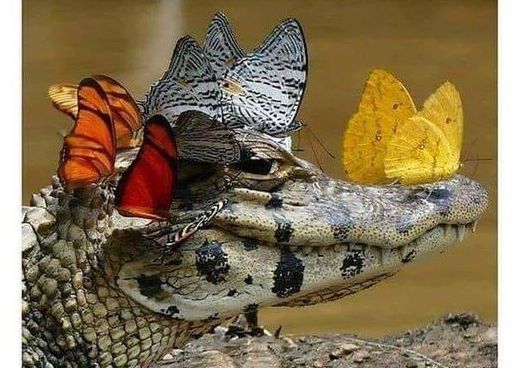 When you used to be a savage but find peace and start to love nature.