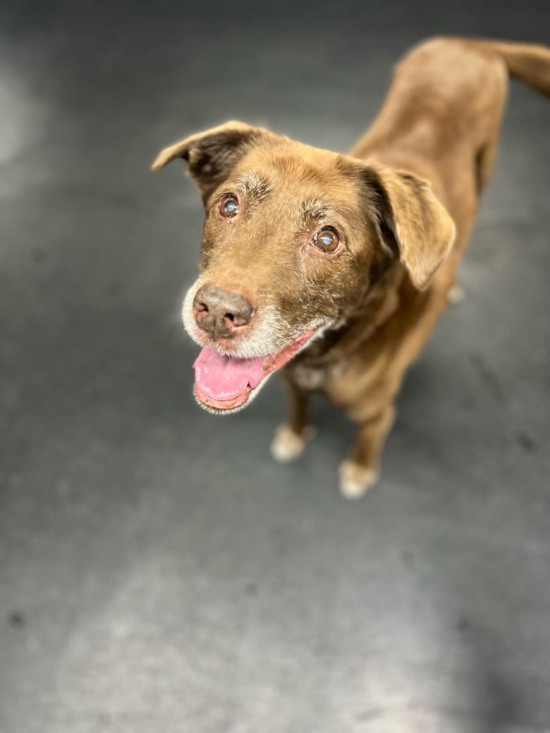 CBPhilly's tweet image. Having a RUFF day? Well, Caroline is here to make your day a little brighter!! 💕 🐶  #centralbark #centralbarkphilly #centralbarkphiladelphia