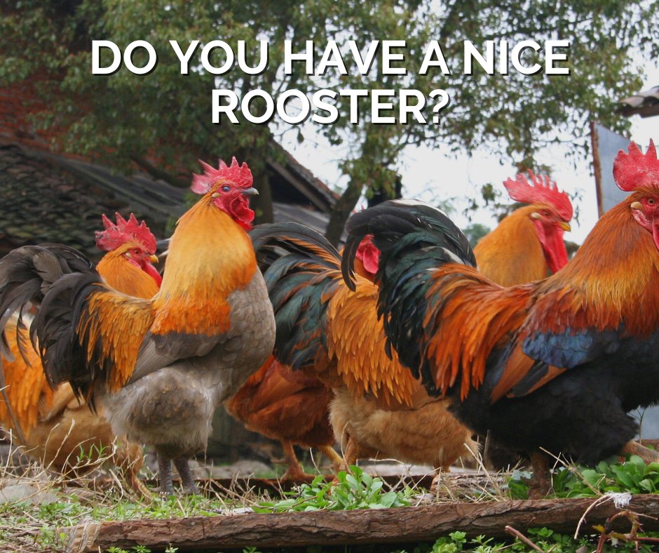 AFowlDay's tweet photo. Do you guys have any nice roosters? Or are they all just out to get us?
#chickens #roosters #chickenpeople #farmlife #backyardchickens https://t.co/es3OOIVo3P