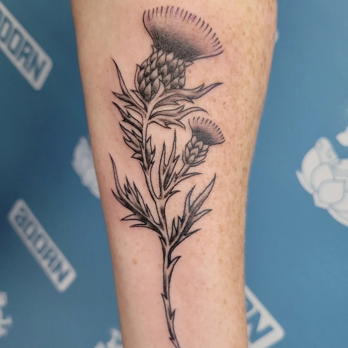 adornbodyart's tweet photo. Absolutely LOVING this black and grey Scottish Thistle for @coreygrace 's client✨

Have a fun idea for your next tattoo? Make sure to book your next appointment with Corey at our West side location, make sure to reach out to them at CoreyGrace406@gmail.com 🌿 https://t.co/MtJ2XqdZ8i