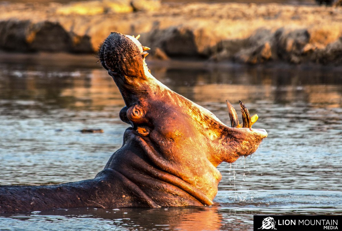 LionMountain_TV's tweet photo. Deadly Jaws 🦛

#hippo #hippopotamus #hippos #africasdeadliest #hungryhungryhippo #hipposofinstagram #safari #wildanimals #wildlife #photooftheday #photography #naturephotography #endangeredanimals #wildestafrica #safarianimals https://t.co/HNzAQVGBwk