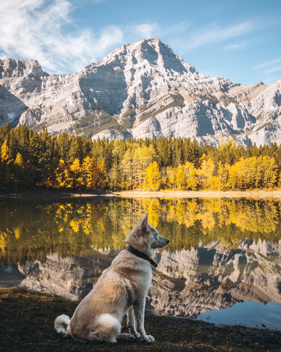 It's funny, isn't it? How watching loved ones experience joy is the most joyful thing of all? 

#dog #dogsoftwitter #husky #dogsofinstagram #mountains #AutumnVibes #dogsofcanada #siberianhusky #whitedog