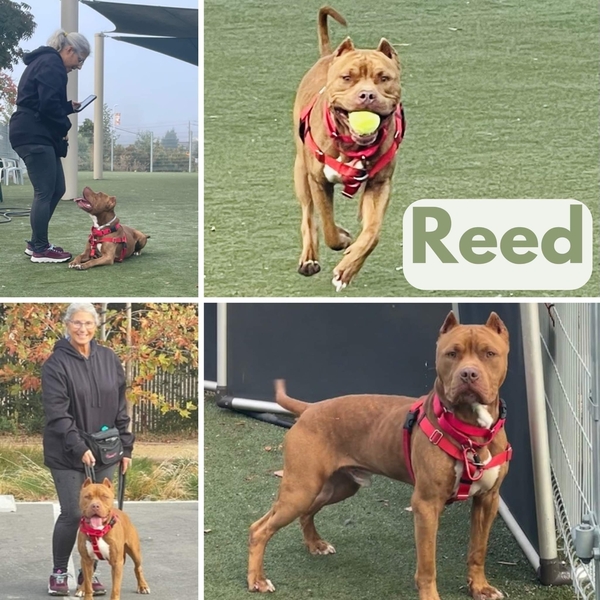 #Dog #Reed_CCSTCA_02 All about me! https://t.co/Eee22ga8JU https://t.co/xpMpFiHjCK