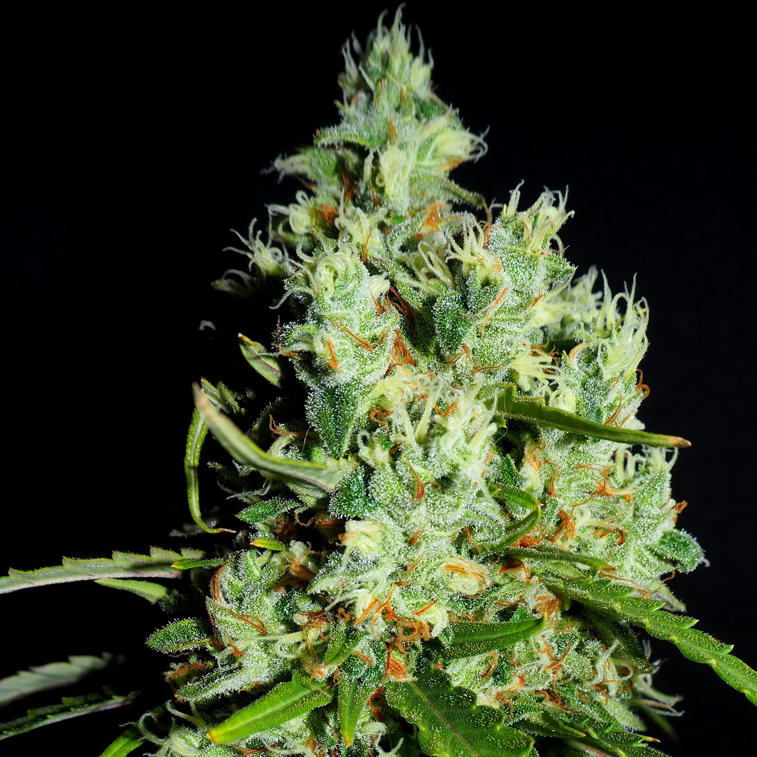 april-20-1984-stonlyfans-twitter