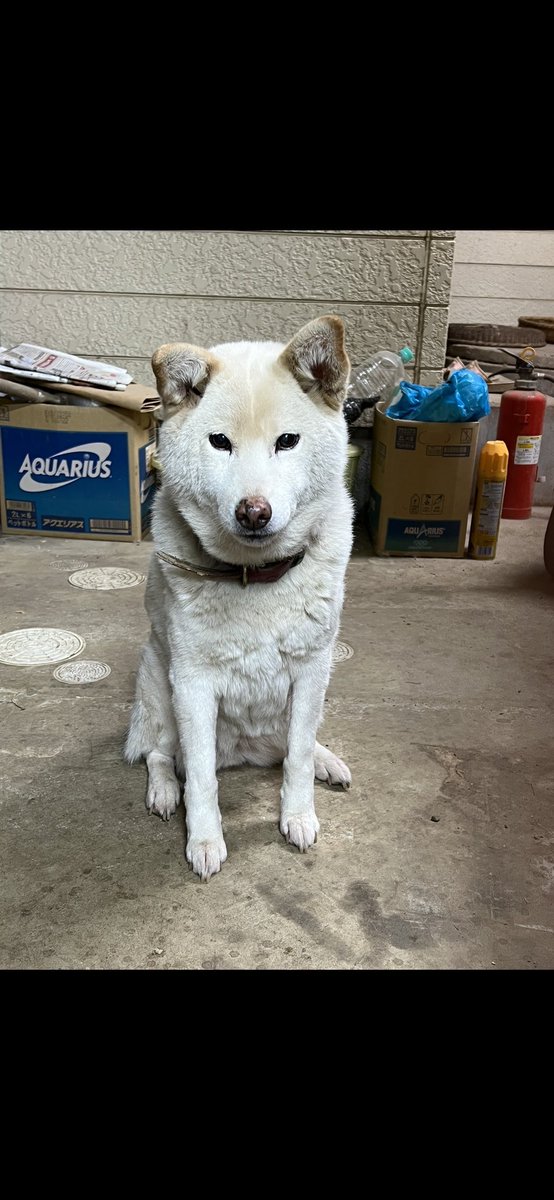 Aoi Hktdskykym Twitter