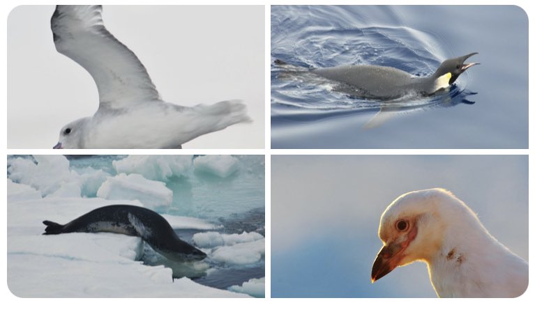 Tomorrow @COP27P the @ICEDantarctic @MEASO20 team will present within @SCAR_Tweets session 1800 (GMT+2) Southern Ocean Ecosystems: The need for augmented understanding, research and protection protection' @SOOSocean @AntICON_SCAR @BEPSII_seaice @BAS_News youtube.com/channel/UCr_TP…