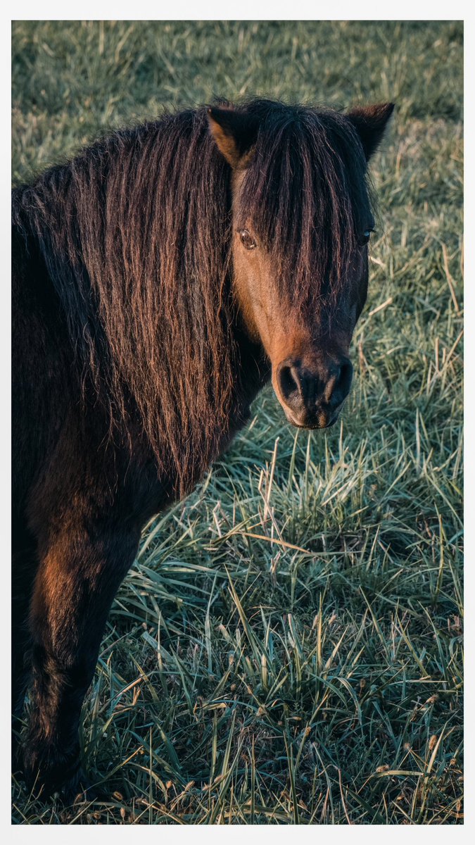 Seen these miniature horses just hanging out across the road from my house this morning. Very tame and friendly. #fujifilm #fujifilmxt4 #myfujifilmlegacy #photowalk #photowalkpodcast #Horse #Nature #Animal #AnimalWildlife #Grass #Livestock #Mammal #Plant #DomesticAnimals