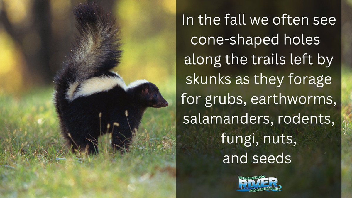 Lots of evidence of skunks on the trails lately!