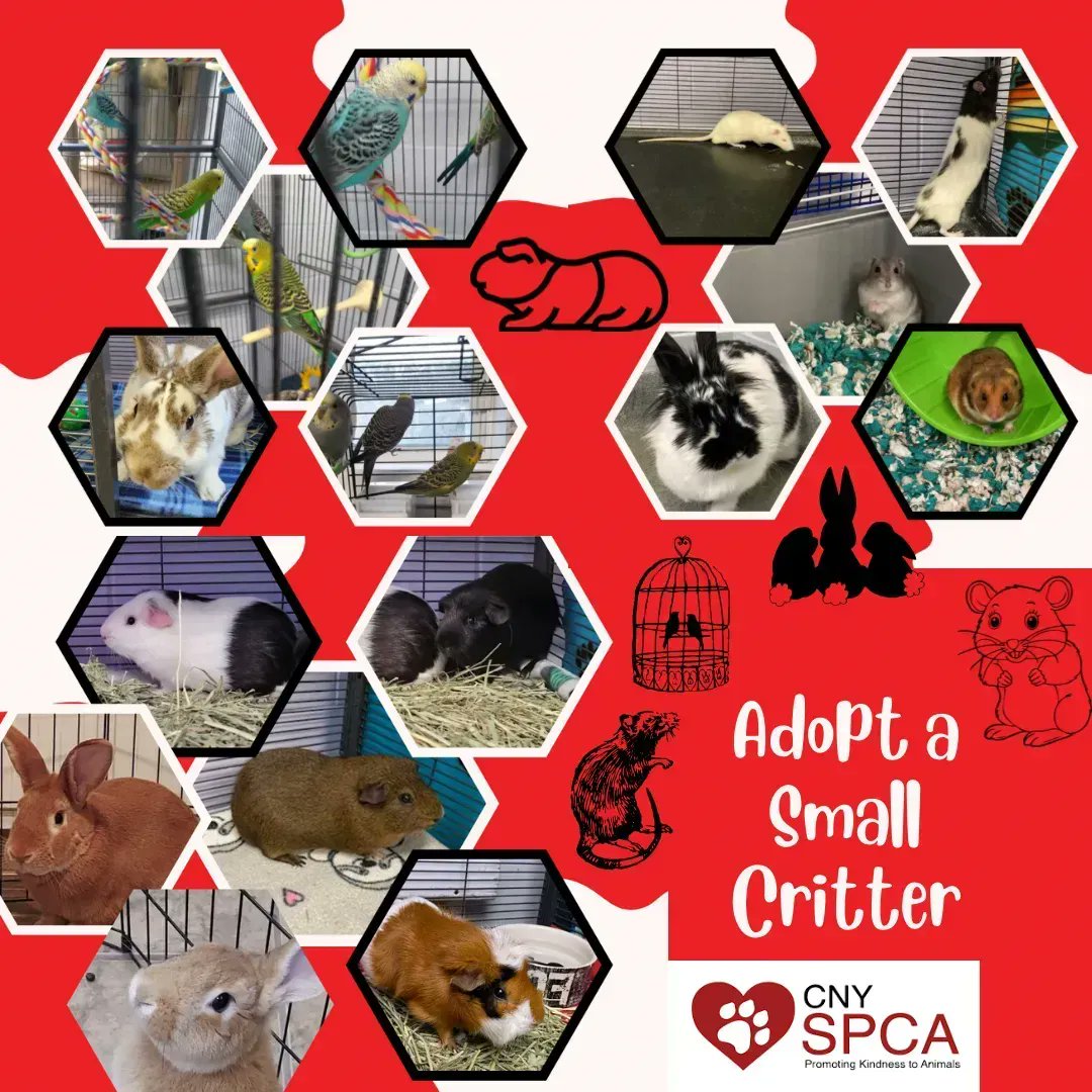 Central New York SPCA tweet media