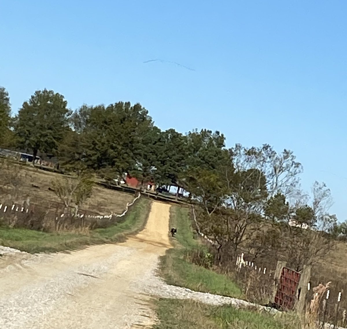 MelindaHoward4's tweet photo. Seen on today’s run:

A rodeo bull found a break in the fence 😳

Lots of tiptoeing and saying, Who’s a handsome cow?

#countryrunning https://t.co/cA11l94Cku