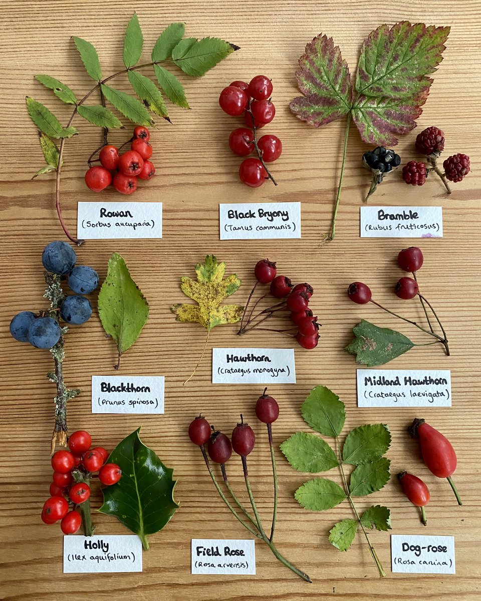 Birds, your dinner is served: it’s BERRY season 🫐🍒 Loads of colour in the hedgerows right now 😮‍💨🤌