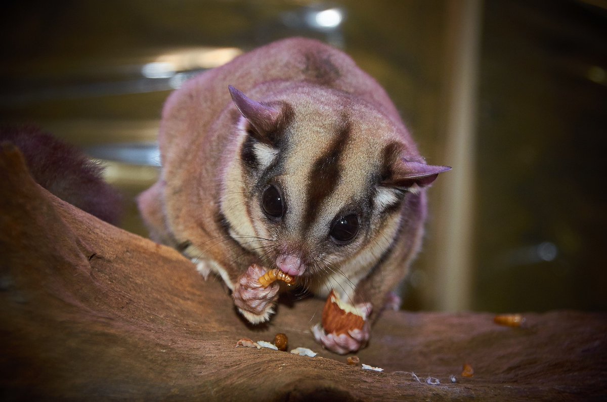 endanimaltrade's tweet photo. Hey, @Groupon - FIVE sugar gliders died at the Fort Worth @SeaQuestUSA location after falling into an uncovered PVC pipe in their enclosure. 

So many animals have suffered + died at @SeaQuestUSA. Yet @Groupon keeps selling tickets for them. #devastatingdeals https://t.co/JeSHlMNzfv