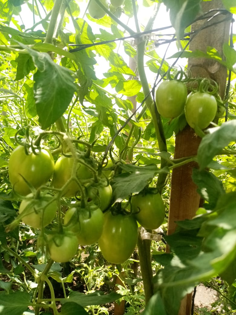 samlypanton's tweet photo. @eHahoRw @goalsecom @Rwandafresh @eSoko_Minagri @RwandaAgri @RwandaTrade @USAIDHingaWeze @Annemwiza Sounds great. Will be looking to tap into the Rwandan Market soon. https://t.co/bx0T35qRkU