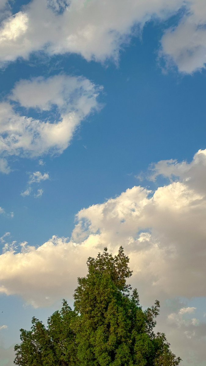 عبدالله محمّد . tweet media