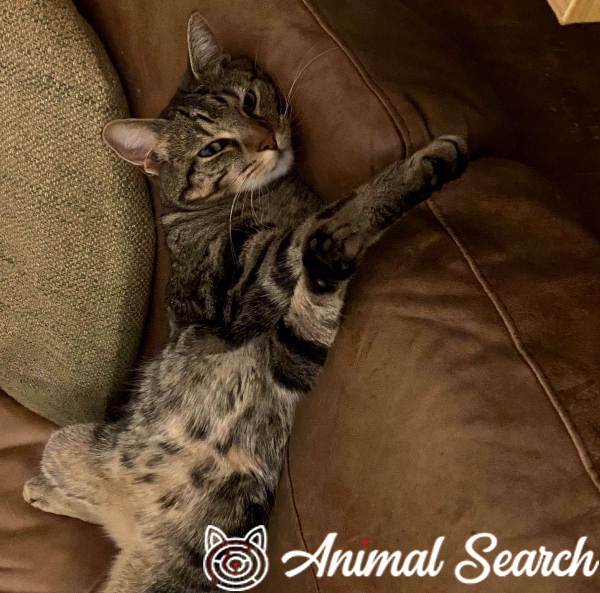 catgirl321's tweet photo. #MISSING: Super handsome, petite-sized cutie ARCHIE, who has very distinctive leopard-type markings on his tummy, in Eglington Hill, Woolwich, London SE18 3‼️
DETAILS > https://t.co/kxXPRuD23A
#cats #LOST #FindArchie 
PLEASE SHARE/RT✔️ https://t.co/Oa0eJOA2ZP