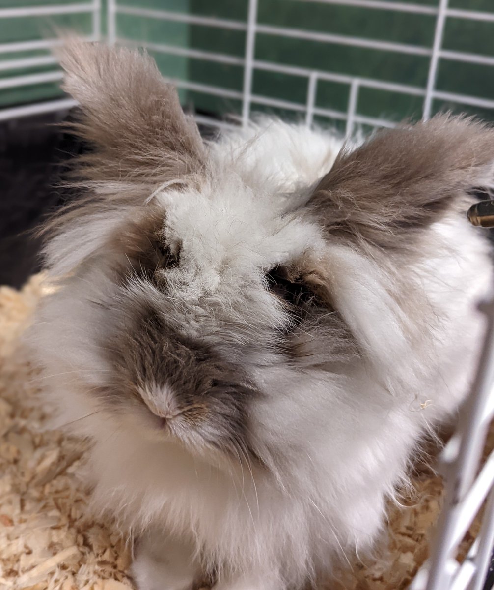 FLOOF ALERT! 

Agatha needs a family to call her own - who's ready to help her out? Adopt this sweet girl at our Main Adoption Center, located at 1600 Old Frankfort Pike, or call 859-233-0044 x 223 for more info!