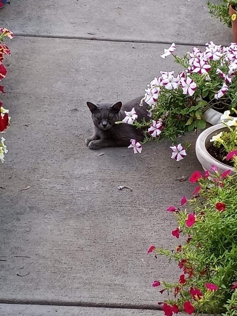 Please keep our Lil Joe in your thoughts. He was having trouble urinating yesterday.  He was rushed to Zionsville Country Vet. He wasn't totally blocked. He did have to be catheterized to get due to crystals. This is a surprise vet bill but he is one of our precious CH kits.