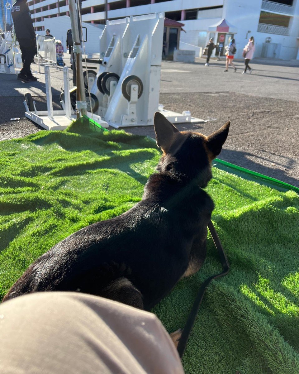 HiDef_K9's tweet image. Detection dogs definitely earn their time off. But it takes long hours first. 
#hidefk9 #detectiondog #explosivedetectionk9 #contractwork #k9unit #GermanShepherd