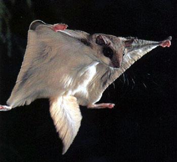 Happy Wildlife Wednesday! With this chilly weather, we are 𝘨𝘭𝘪𝘥𝘪𝘯𝘨 towards winter. But not the flying squirrel, he's gliding (they don't technically fly, but they're still cool) towards hibernation. Sounds like a good plan to me.