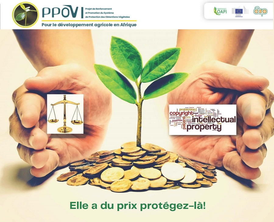 OAPI_TWIT's tweet photo. Quel avantage pour un obtenteur de miser sur la protection de sa nouvelle variété végétale à l’#OAPI et comment exerce-t-il ses droits dans la pratique ? ...https://t.co/qvooX9VJdz
#PPOV
#COV
#OV https://t.co/2I6moziNfa