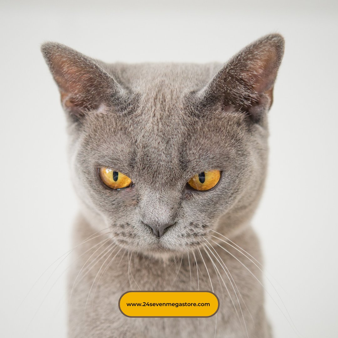 shop247_kw's tweet photo. Welcome to 24sevenmegastore!
#24sevenmegastore
#pets #cat #dog #bird #fish #horse #petlovers #petparent #24seven #megastore #kuwaitpet #kuwaitpets #q8pet #q8pets #shopnow #petprofile #Nearby #Adopt #breedinfo #vizsla #petcommunity #allinoneapp #shop247kw #petpawrents https://t.co/HBO9uVpPQi