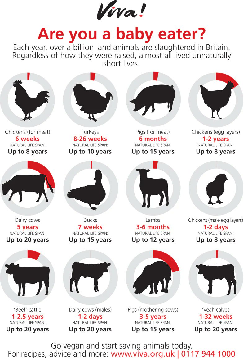 redinthehead (@rednthehead) on Twitter photo <a href="/GeorgeMonbiot/">George Monbiot</a> Handy infographic for those who think the animals ending up on their plates peacefully die of old age. <a href="/GeorgeMonbiot/">George Monbiot</a> Handy infographic for those who think the animals ending up on their plates peacefully die of old age.