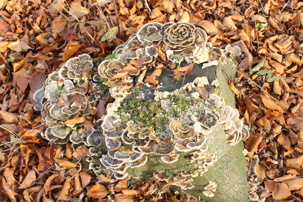 JiscaDijk's tweet photo. #toptrunk #stobbe #elfenbankje #Turkeytail
Wat een variatie in die schijfjes 😃 https://t.co/1fcr8bkNvI