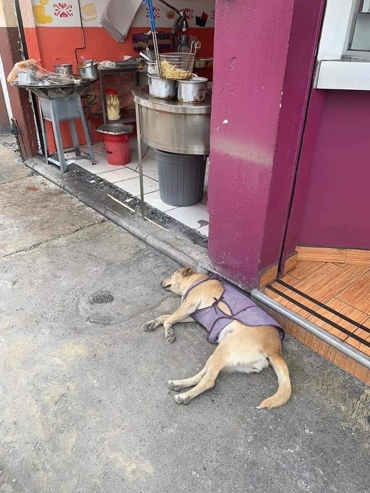 Quiero unas quesadillas, pero me da pena despertarlo.