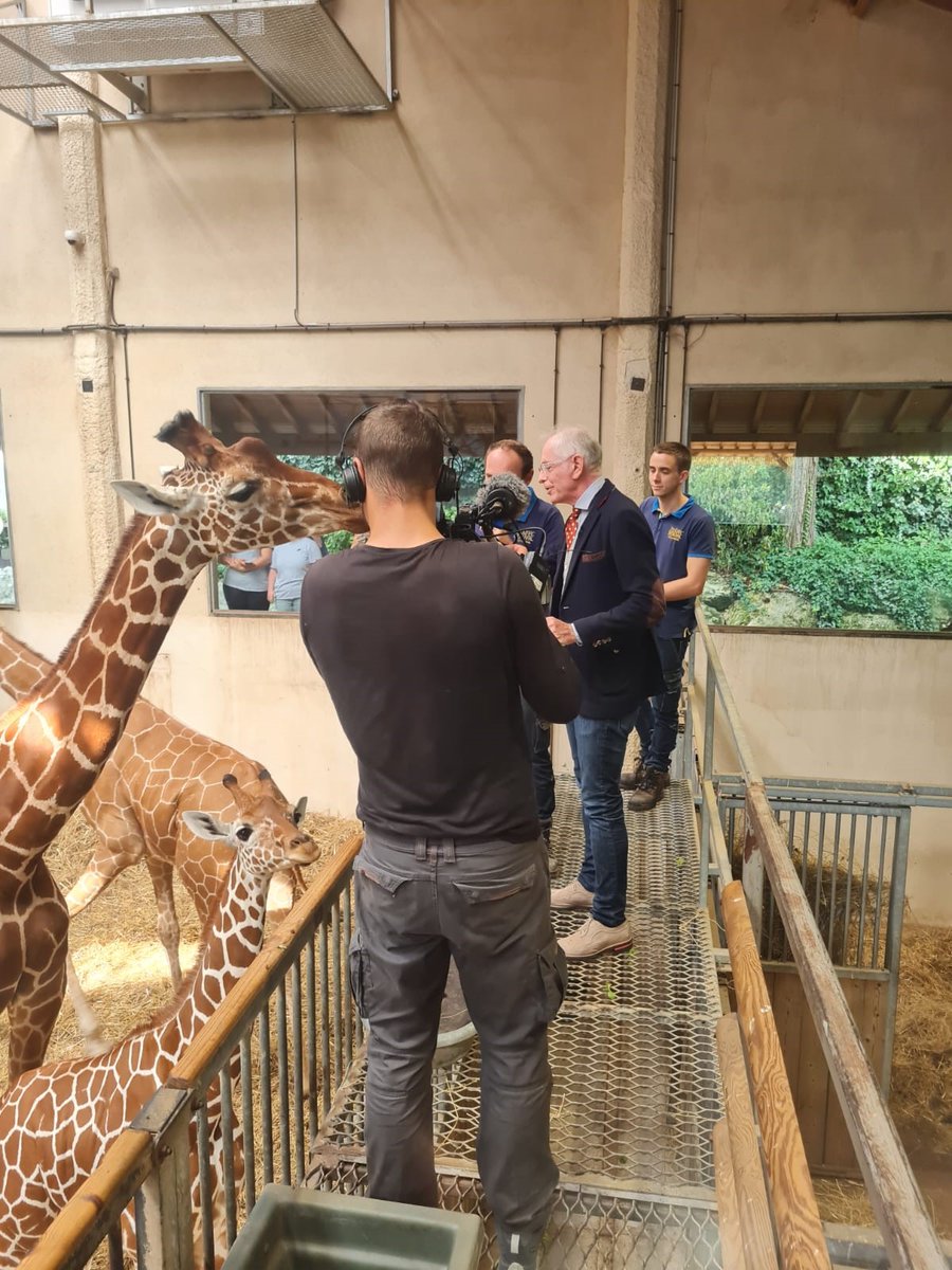 zoobeauval's tweet image. Diffusion télé inédite, à noter dans votre agenda ! Le ZooParc sera dans l’émission @EM6officiel présentée par @MacLesggy ce dimanche 13 novembre à 20h25 ! Elle vous en dira plus sur l’étonnante physiologie des animaux géants comme les 🦒 et les 🐘. 😉