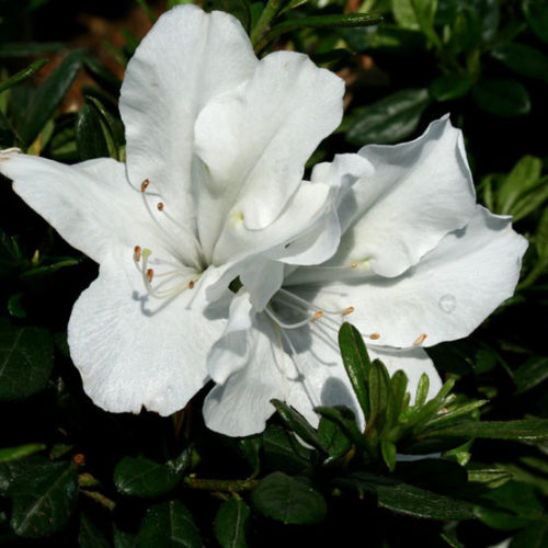 lavieestbelIe's tweet photo. White Azaleas https://t.co/bBtOAH0Y19