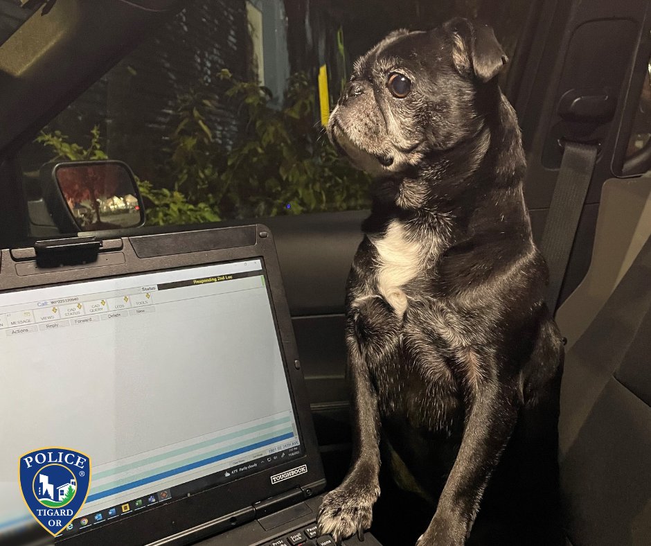 TigardPolice's tweet photo. Is this your dog?

She was found last night near SW 130th Ave &amp; SW Starview Lane. She doesn't have a microchip, but is well behaved and rode with us all the way to the vet and the Bonnie Hayes shelter in Hillsboro.

If she's yours, please connect with the shelter. Thank you! https://t.co/ayVzfYTKKD
