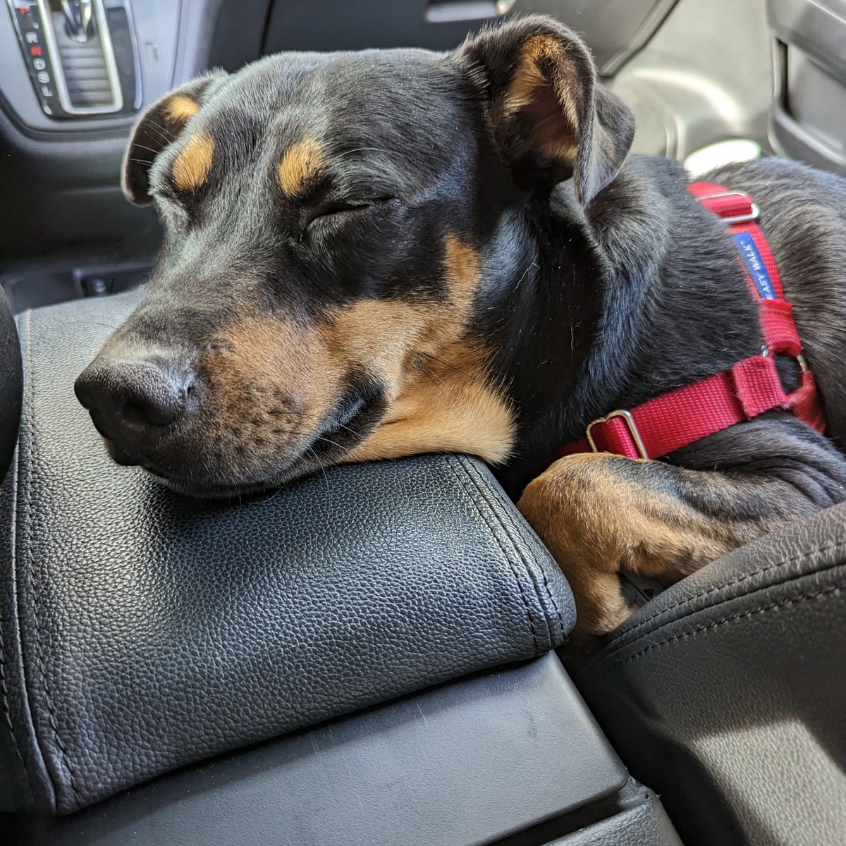 Our handsomest boy Handsome is charming all our volunteers! He got to go out for a couple hikes this week and they were thrilled to find out that he's well-behaved and does amazing in the car. Come meet him! hssv.org/dogs