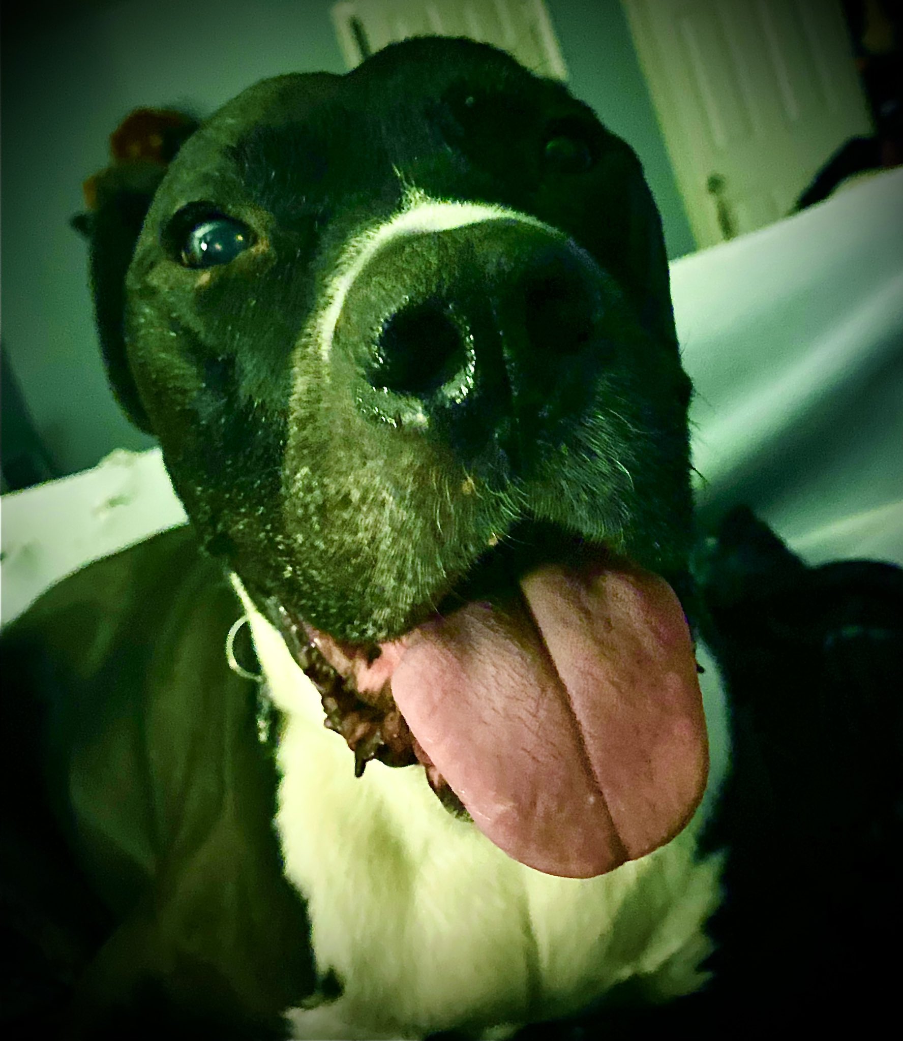 weratedogs-on-twitter-this-is-river-she-loves-watching-the-sunrise