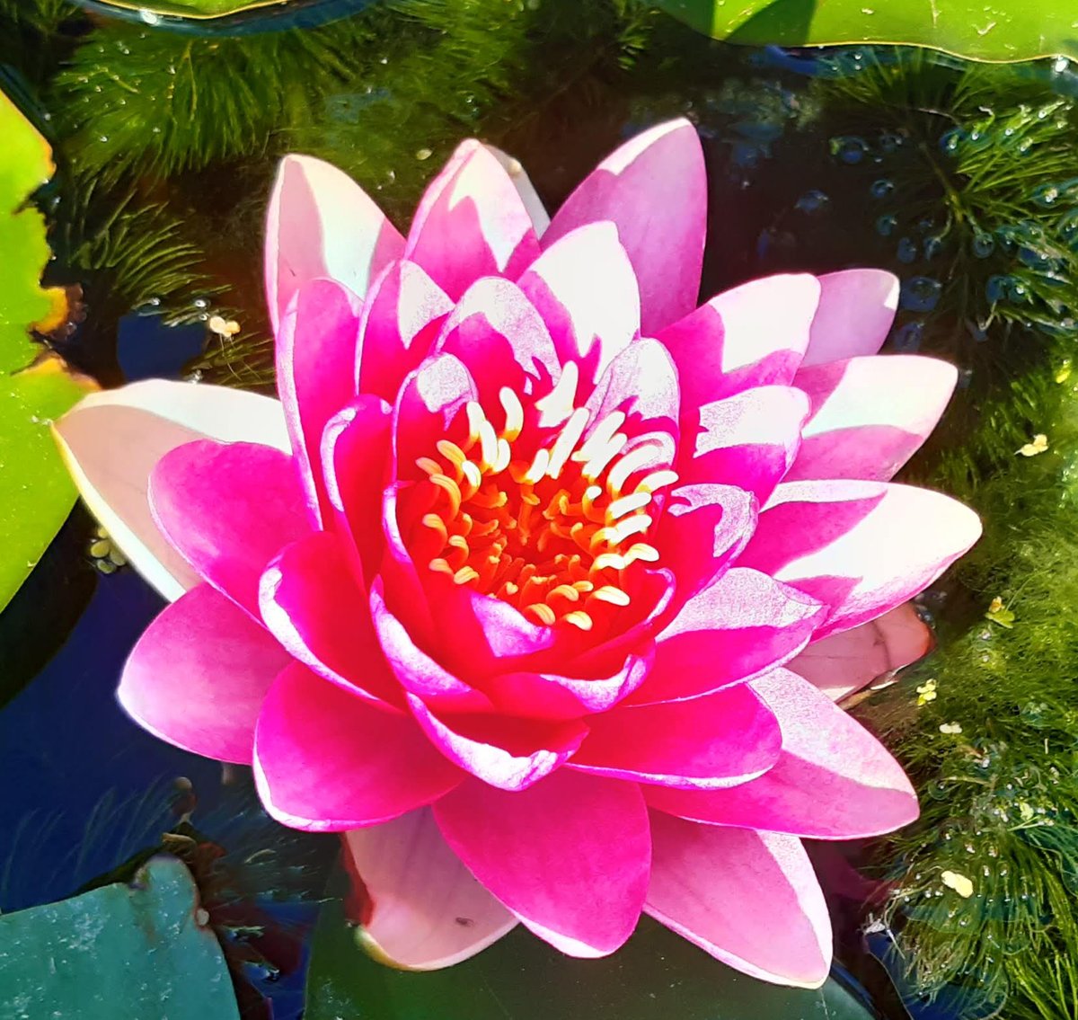 Nénufares, artículo en el blog: 
territorionaturaleza.blogspot.com/2022/11/nenufa… #flores #flors #flowers