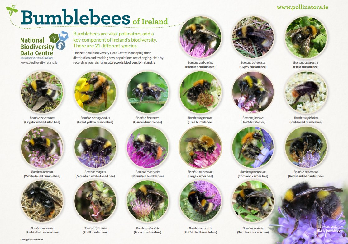 PollinatorPlan's tweet photo. If you liked the solitary bee poster we shared recently, you might also like our 'Bumblebees of Ireland' poster, free to download from the link below.
🐝
https://t.co/HwjXEJijJy https://t.co/F819qOnZBi