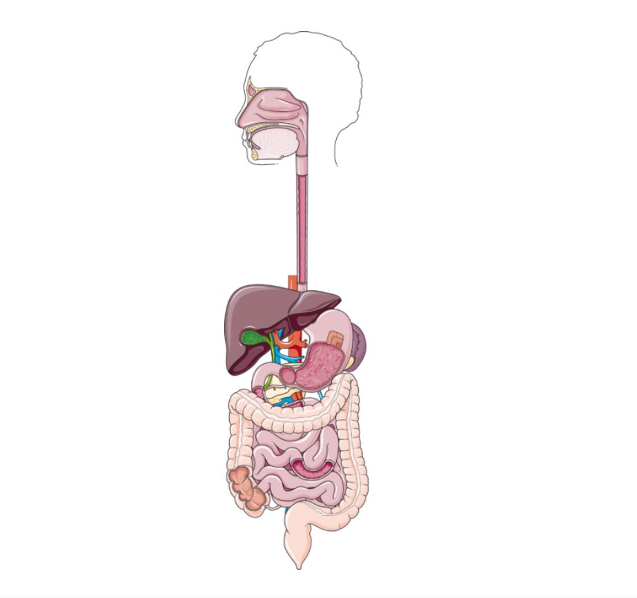 isaacguerrerop's tweet image. 🎒 BANCO DE IMAGENES SOBRE EL CUERPO HUMANO
➡ Os dejo por aquí Smart Servier Medical Art, un repositorio con +300 imágenes para trabajar el cuerpo humano
¡Geniales!