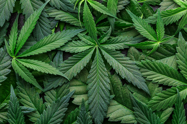 ANAB_ACCREDIT's tweet image. Download ANAB’s white paper, “Method Validation of Chemical Analytical Methods of Cannabis and Cannabis-derived Products,” and read about the characteristics of #MethodValidation and quality control types used in method validation. Ansi.link/ANAB-Cannabis-…