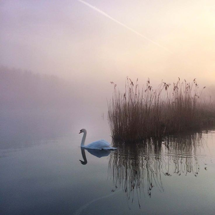 fraveris's tweet photo. "Nevertheless! Sun and furious woods, the pond in ice. Mills dance in the sky, flocks of birds pose in infinity. " 
(Franz Werfel) https://t.co/4jhWP9zM6O