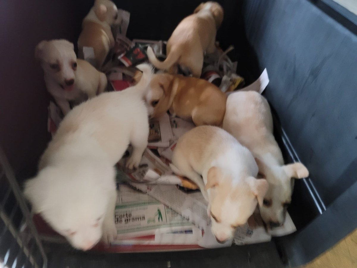 Ayer nos dejaron 11 entre puppies y gatos en la entrada del albergue! puedes ayudarnos con una donación para asi cuidar de todos estos animalitos! saveasato.org
