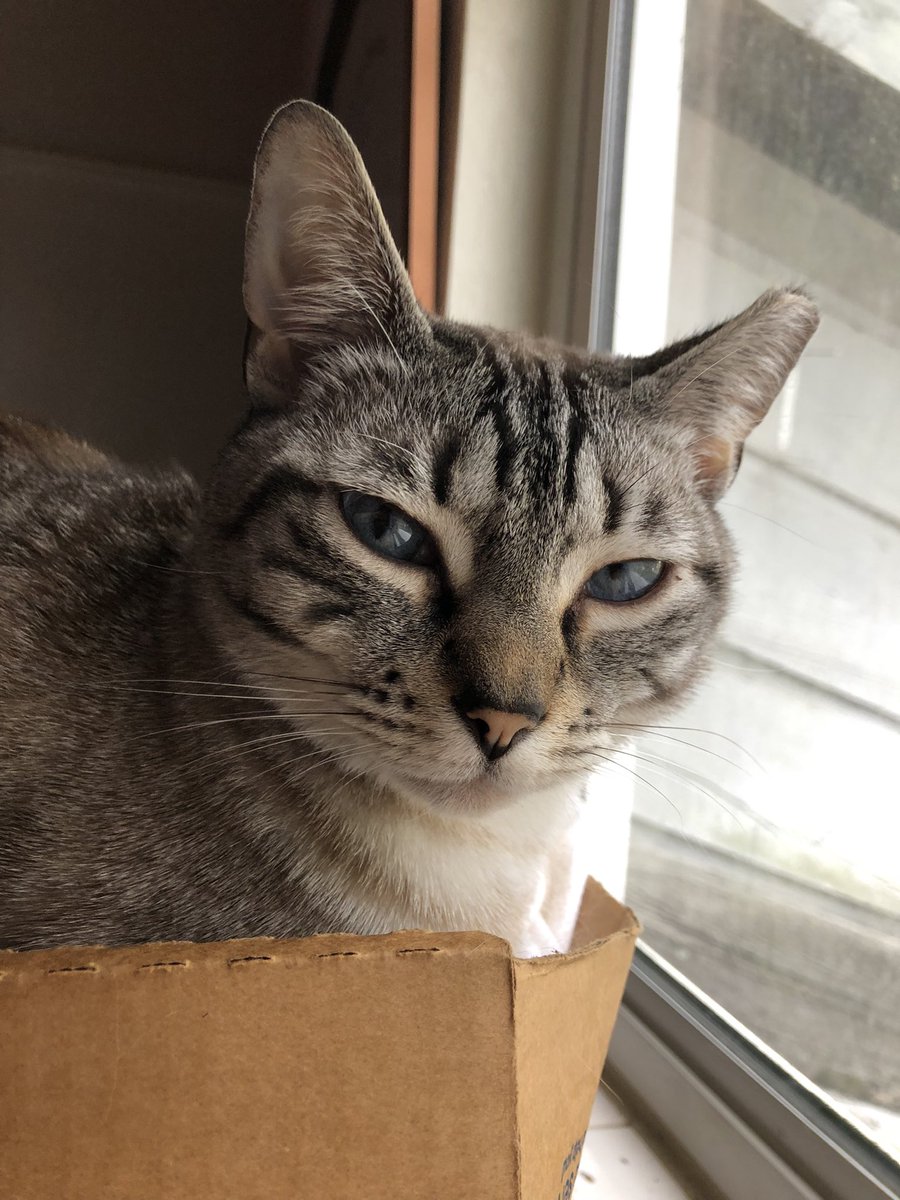 _rhymenocerous's tweet photo. sorry i can’t get any work done today, my cats being a lil guy https://t.co/C0d1nxChJ8