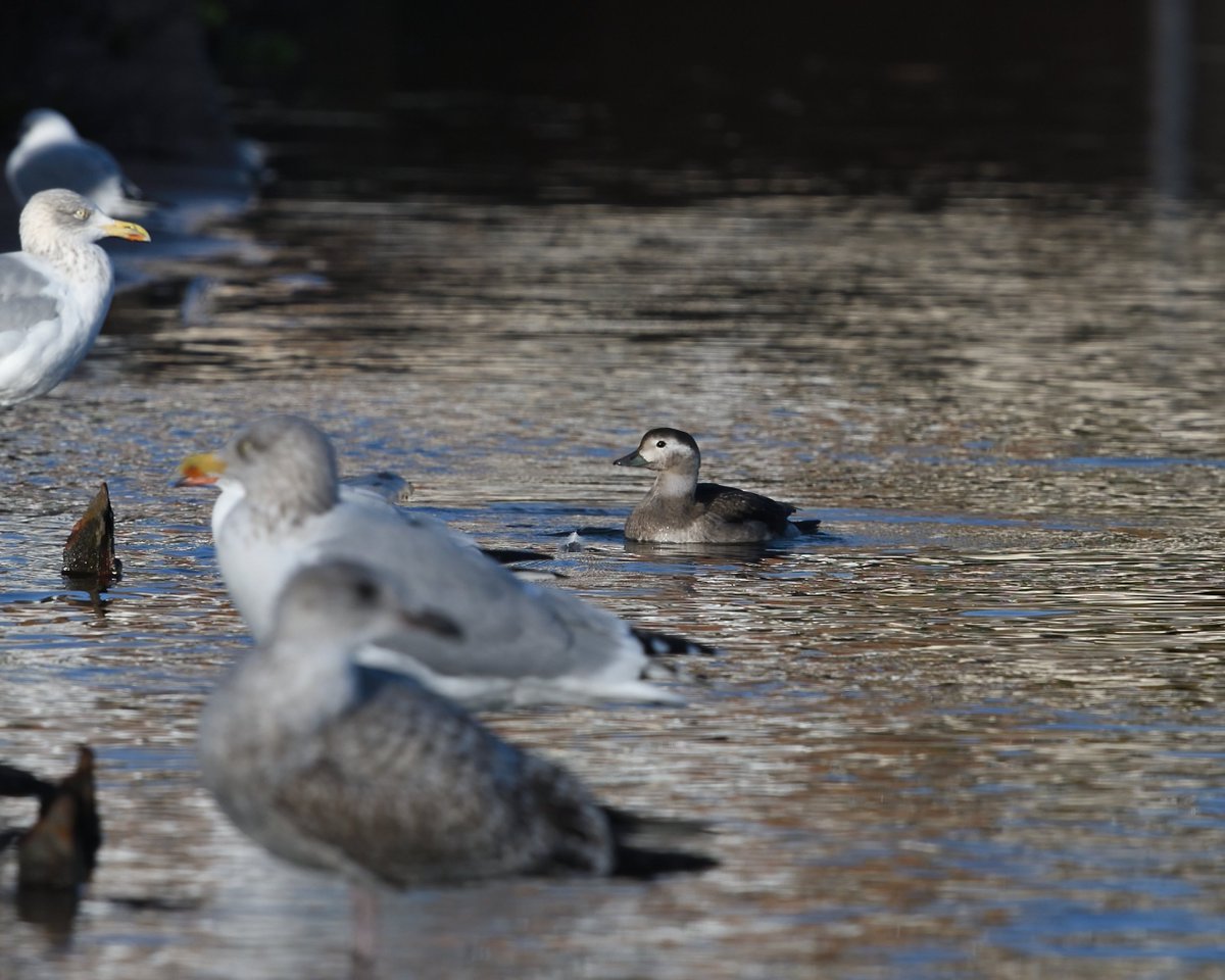 The Juvenile female  Long tailed Duck flew right past me at Goodrington, Paignton, and straight onto the boating lake, where is stayed, nervously, for about half an hour before flying back out to sea again. No sign of Snow Bunting. <a href="/DevonBirds/">Devon Birds</a> <a href="/BirdGuides/">BirdGuides</a> <a href="/RareBirdAlertUK/">RareBirdAlertUK</a>