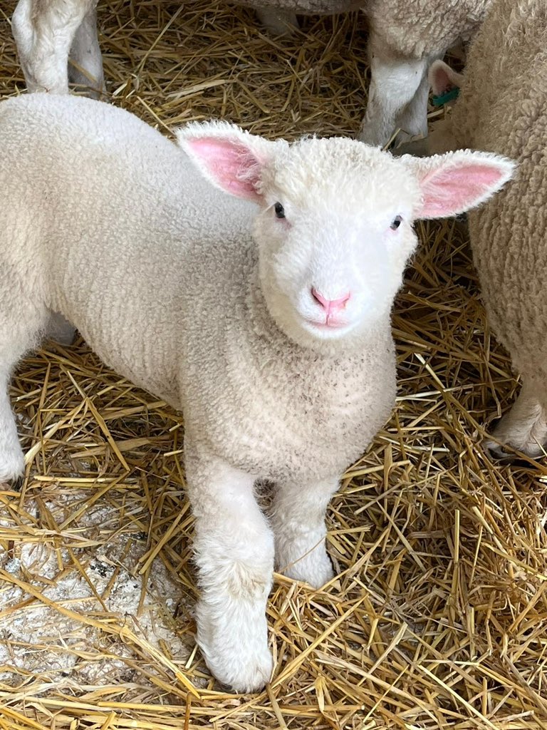 Did you ever see such bubblegum pink ears or woolly knees?
<a href="/toryl/">Tory L</a> 22.10
