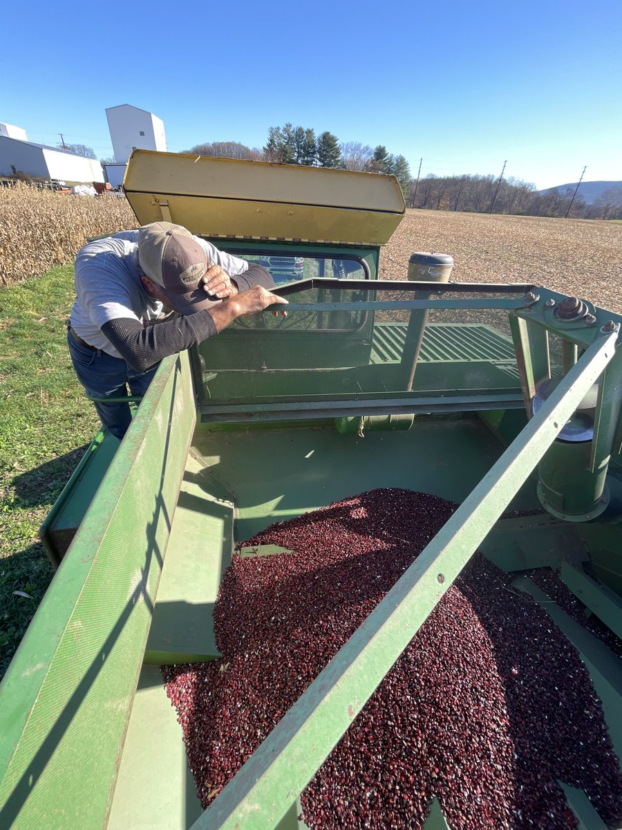 CreekSeed's tweet photo. Selected for its high starch content and preferred distillery profile, here is our local grown red corn harvested for Four Birds Distilling Co.! https://t.co/wfOY7YtXLm