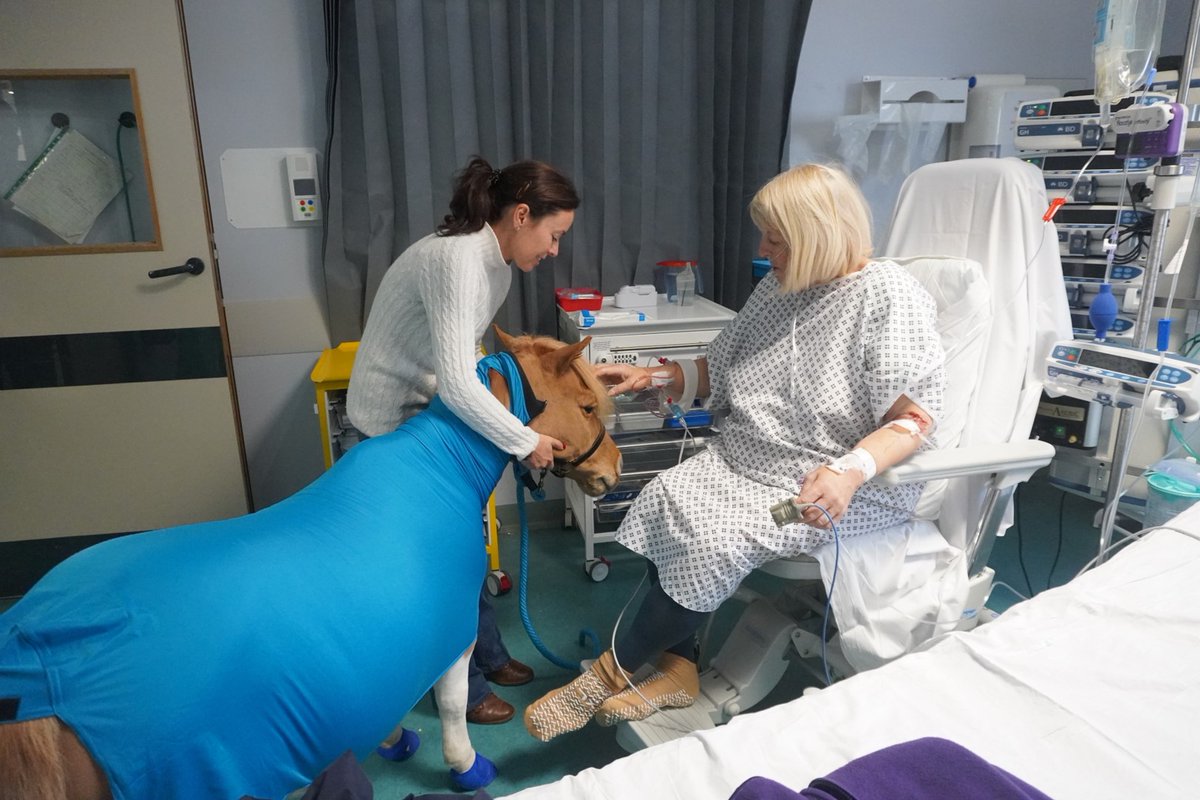 GWH_NHS's tweet photo. Today, we welcomed back our therapy pony Olaf to the Children's Ward and Critical Care Unit. 

Olaf spent time with patients and staff - lots of smiles on the faces of those he met who got to enjoy some animal comforts during their hospital stay. 

#PetsAsTherapy #NHS 🐎💙 https://t.co/txxPKGLIaR