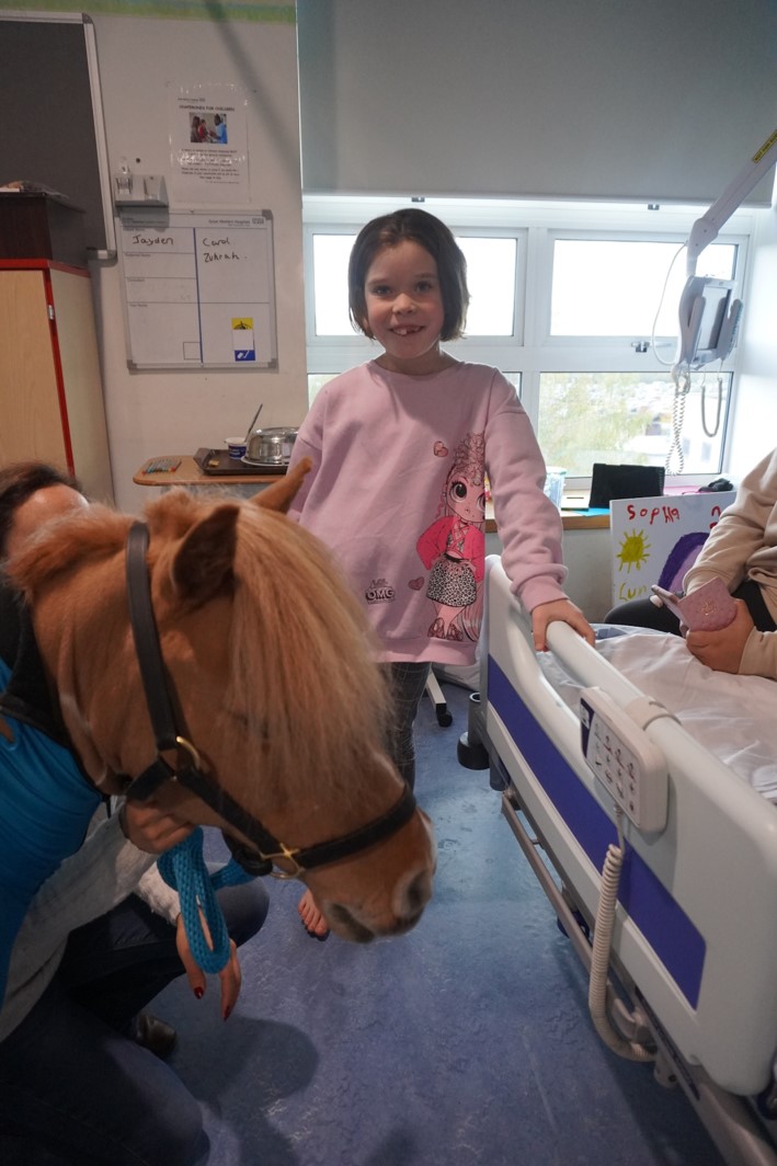 GWH_NHS's tweet photo. Today, we welcomed back our therapy pony Olaf to the Children's Ward and Critical Care Unit. 

Olaf spent time with patients and staff - lots of smiles on the faces of those he met who got to enjoy some animal comforts during their hospital stay. 

#PetsAsTherapy #NHS 🐎💙 https://t.co/txxPKGLIaR