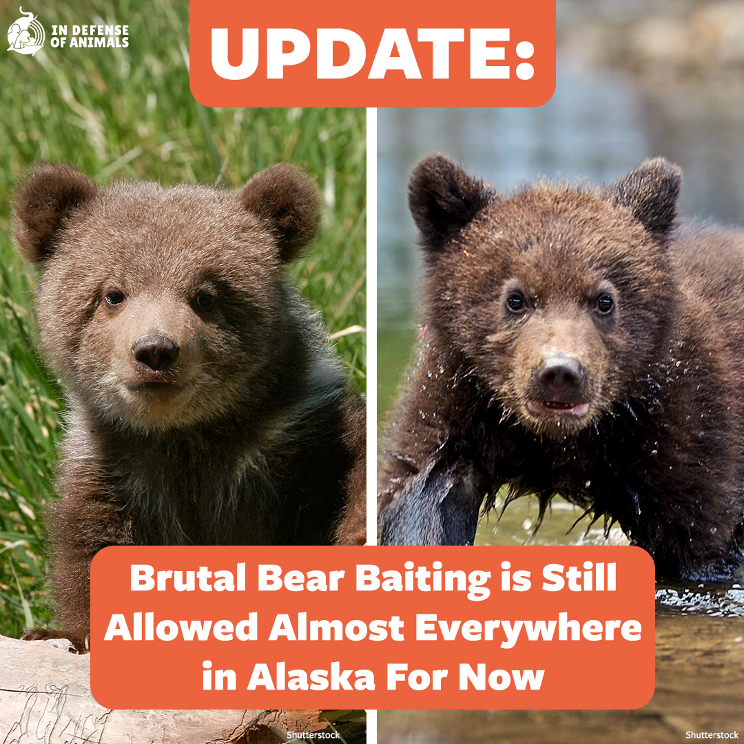 Sadly, #BearBaiting will continue in #Alaska for the time being except in the #KenaiNationalWildlifeRefuge: bit.ly/3UpSfnc Pls RT and support our work: bit.ly/3UnWwr1