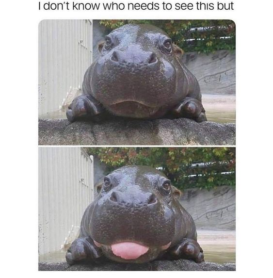 WholesomeMemes (@wholesomememe) on Twitter photo 